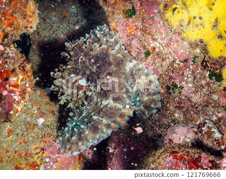 一隻美麗的大章魚（Octopidae）隱藏在岩石中。  靜岡縣伊豆半島加茂郡南伊豆町中木埼浜 121769666