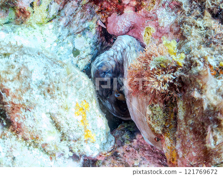 一隻美麗的大章魚（Octopidae）隱藏在岩石中。  靜岡縣伊豆半島加茂郡南伊豆町中木埼浜 121769672