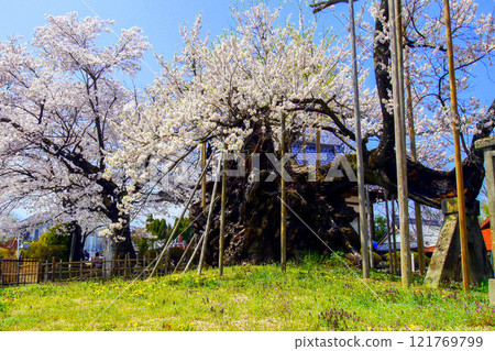 Yamataka Jindai Sakura 1 121769799