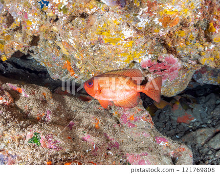 A beautiful group of Asian giant finned stingrays (Philadelphiidae), southern spotted stingrays (Philadelphiidae) and others in an underwater cave. Hirizo Beach 121769808