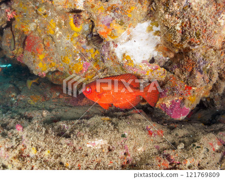 A beautiful group of Asian giant finned stingrays (Philadelphiidae), southern spotted stingrays (Philadelphiidae) and others in an underwater cave. Hirizo Beach 121769809