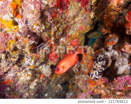 一群美麗的黑斑朱鹮（科：Acanthidae）、南方長耳朱鹮（科：Falconidae）等在水下洞穴中。希里佐海灘 121769812