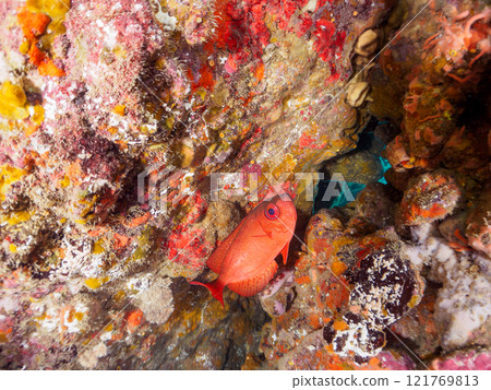 A beautiful group of Asian giant finned stingrays (Philadelphiidae), southern spotted stingrays (Philadelphiidae) and others in an underwater cave. Hirizo Beach A beautiful group of Asian giant finned stingrays (Philadelphiidae), southern spotted stingrays (Philadelphiidae) and others in an underwater cave. Hirizo Beach 121769813