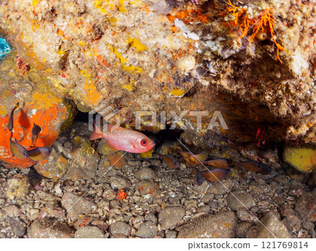一群美麗的黑斑朱鹮（科：Acanthidae）、南方長耳朱鹮（科：Falconidae）等在水下洞穴中。希里佐海灘 121769814