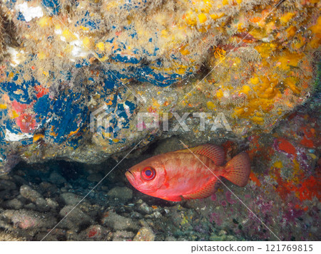 A beautiful group of Asian giant finned stingrays (Philadelphiidae), southern spotted stingrays (Philadelphiidae) and others in an underwater cave. Hirizo Beach 121769815