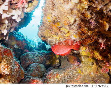 一群美麗的黑斑朱鹮(科:Acanthidae)、南方長耳朱鹮(科:Falconidae)等在水下洞穴中。希里佐海灘 一群美麗的黑斑朱鹮(科:Acanthidae)、南方長耳朱鹮(科:Falconidae)等在水下洞穴中。希里佐海灘 121769817