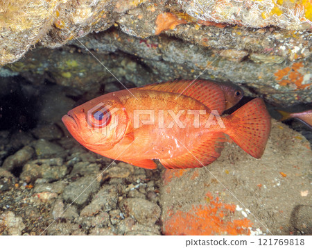 一群美麗的黑斑朱鹮（科：Acanthidae）、南方長耳朱鹮（科：Falconidae）等在水下洞穴中。希里佐海灘 121769818