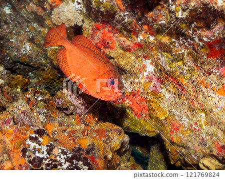 A beautiful group of Asian giant finned stingrays (Philadelphiidae), southern spotted stingrays (Philadelphiidae) and others in an underwater cave. Hirizo Beach 121769824