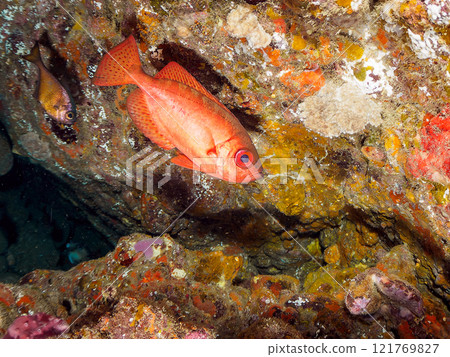 A beautiful group of Asian giant finned stingrays (Philadelphiidae), southern spotted stingrays (Philadelphiidae) and others in an underwater cave. Hirizo Beach A beautiful group of Asian giant finned stingrays (Philadelphiidae), southern spotted stingrays (Philadelphiidae) and others in an underwater cave. Hirizo Beach 121769827