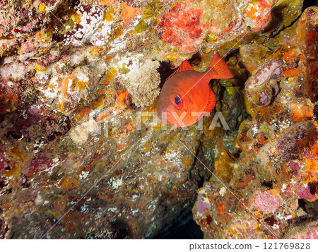A beautiful group of Asian giant finned stingrays (Philadelphiidae), southern spotted stingrays (Philadelphiidae) and others in an underwater cave. Hirizo Beach 121769828