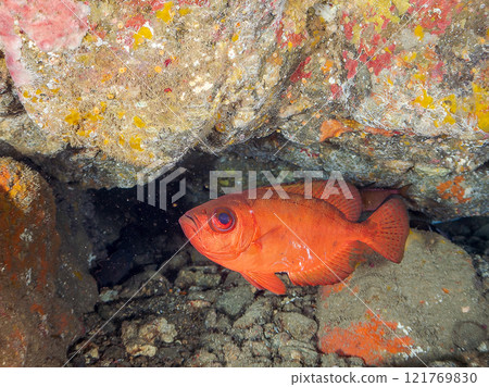 A beautiful group of Asian giant finned stingrays (Philadelphiidae), southern spotted stingrays (Philadelphiidae) and others in an underwater cave. Hirizo Beach 121769830
