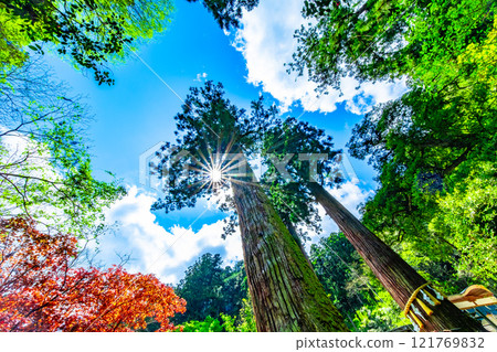 鞍馬寺的雪松和光條紋 鞍馬寺的雪松和光條紋 121769832