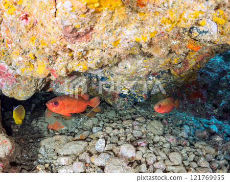廣座濱水下洞穴中美麗的黑斑鹮、石垣河豚、南沙魚、蝴蝶魚等 廣座濱水下洞穴中美麗的黑斑鹮、石垣河豚、南沙魚、蝴蝶魚等 121769955
