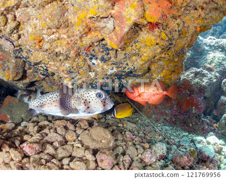 Beautiful sesame-finned ibis, ishizaki pufferfish, southern spotted tannerfish, butterflyfish, and others in the underwater cave Hirizo Beach 121769956