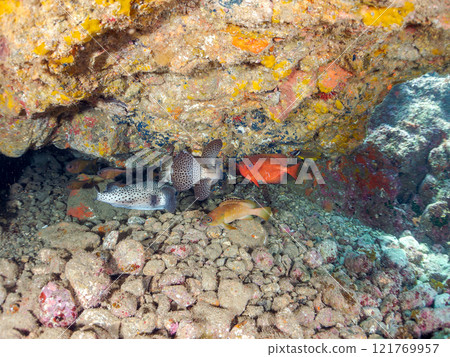 廣座濱水下洞穴中美麗的黑斑鹮、石垣河豚、南沙魚、蝴蝶魚等 121769957