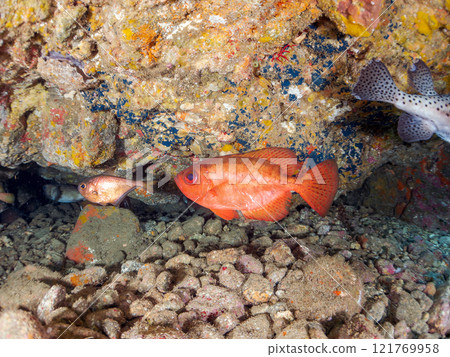 Beautiful sesame-finned ibis, ishizaki pufferfish, southern spotted tannerfish, butterflyfish, and others in the underwater cave Hirizo Beach 121769958