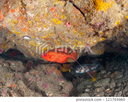 Beautiful sesame-finned ibis, ishizaki pufferfish, southern spotted tannerfish, butterflyfish, and others in the underwater cave Hirizo Beach 121769960