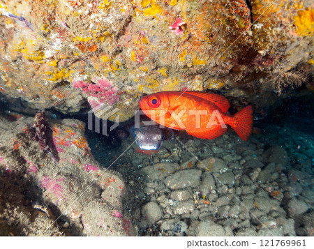 Beautiful sesame-finned ibis, ishizaki pufferfish, southern spotted tannerfish, butterflyfish, and others in the underwater cave Hirizo Beach 121769961