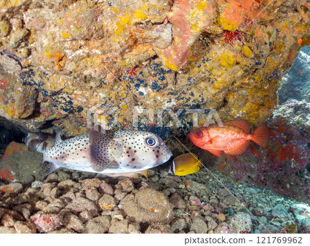 Beautiful sesame-finned ibis, ishizaki pufferfish, southern spotted tannerfish, butterflyfish, and others in the underwater cave Hirizo Beach 121769962