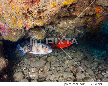 Beautiful sesame-finned ibis, ishizaki pufferfish, southern spotted tannerfish, butterflyfish, and others in the underwater cave Hirizo Beach Beautiful sesame-finned ibis, ishizaki pufferfish, southern spotted tannerfish, butterflyfish, and others in the underwater cave Hirizo Beach 121769966