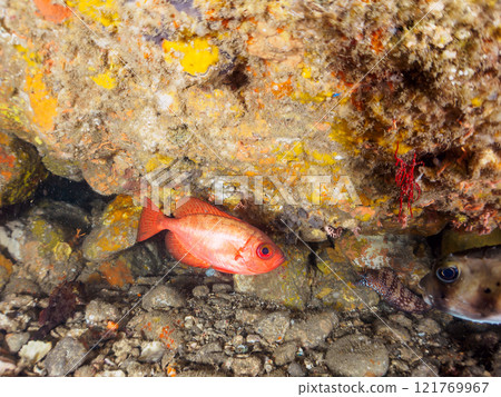 Beautiful sesame-finned ibis, ishizaki pufferfish, southern spotted tannerfish, butterflyfish, and others in the underwater cave Hirizo Beach 121769967