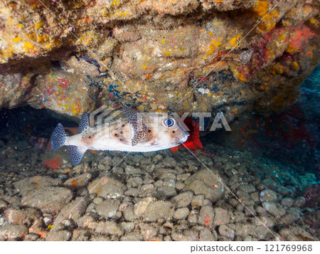 Beautiful sesame-finned ibis, ishizaki pufferfish, southern spotted tannerfish, butterflyfish, and others in the underwater cave Hirizo Beach 121769968