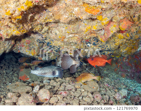 Beautiful sesame-finned ibis, ishizaki pufferfish, southern spotted tannerfish, butterflyfish, and others in the underwater cave Hirizo Beach 121769970