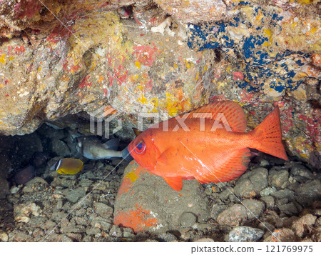 Beautiful sesame-finned ibis, ishizaki pufferfish, southern spotted tannerfish, butterflyfish, and others in the underwater cave Hirizo Beach 121769975