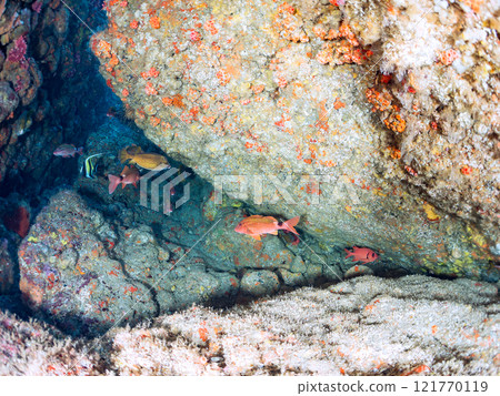 Beautiful horned idols, sea lions, southern spotted dolphins, butterflyfish, and more in the underwater caves. Hirizo Beach 121770119