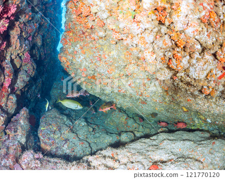 Beautiful horned idols, sea lions, southern spotted dolphins, butterflyfish, and more in the underwater caves. Hirizo Beach 121770120