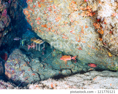 Beautiful horned idols, sea lions, southern spotted dolphins, butterflyfish, and more in the underwater caves. Hirizo Beach 121770121