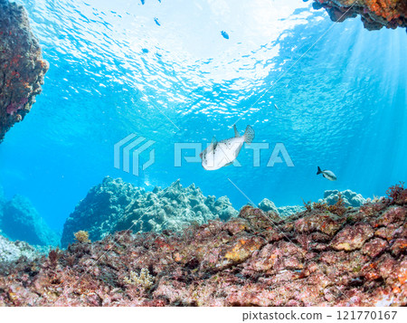 A beautiful and large porcupine pufferfish (family Porcupinefish) in an underwater cave. Nakagi Hirizo Beach, Minamiizu-cho, Kamo-gun, Izu Peninsula, Shizuoka Prefecture 121770167