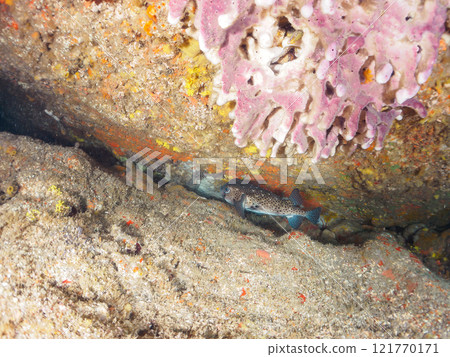 A beautiful and large porcupine pufferfish (family Porcupinefish) in an underwater cave. Nakagi Hirizo Beach, Minamiizu-cho, Kamo-gun, Izu Peninsula, Shizuoka Prefecture 121770171