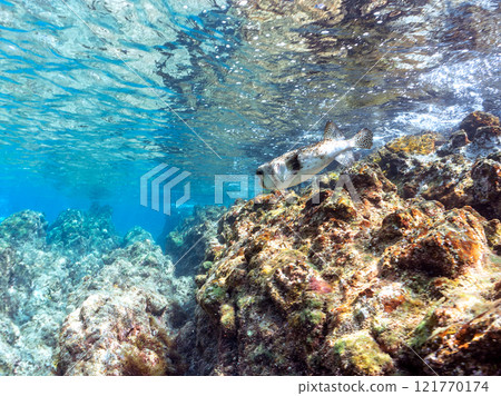 A beautiful and large porcupine pufferfish (family Porcupinefish) in an underwater cave. Nakagi Hirizo Beach, Minamiizu-cho, Kamo-gun, Izu Peninsula, Shizuoka Prefecture A beautiful and large porcupine pufferfish (family Porcupinefish) in an underwater cave. Nakagi Hirizo Beach, Minamiizu-cho, Kamo-gun, Izu Peninsula, Shizuoka Prefecture 121770174