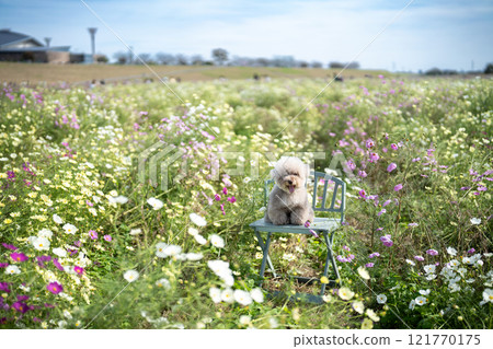 Toy poodle and cosmos field 121770175