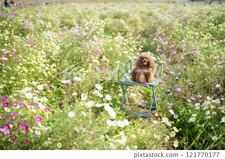 Toy poodle and cosmos field Toy poodle and cosmos field 121770177