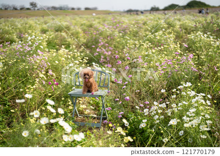 Toy poodle and cosmos field 121770179