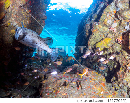 水下洞穴中的紅斑海藻、石垣河豚、南方沙魚等魚群 靜岡縣伊豆半島加茂郡南伊豆町中木埼三海水浴場 121770351