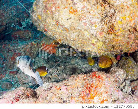 Beautiful and large Ishigaki pufferfish, butterflyfish, and others in an underwater cave. Nakagi Hirizo Beach, Minamiizu-cho, Kamo-gun, Izu Peninsula, Shizuoka Prefecture 121770593