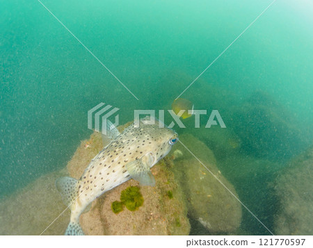 水下洞穴裡有美麗而巨大的石垣河豚、蝴蝶魚等。靜岡縣伊豆半島加茂郡南伊豆町中木埼浜 121770597