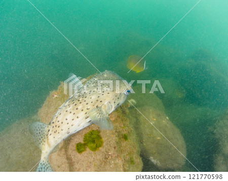 水下洞穴裡有美麗而巨大的石垣河豚、蝴蝶魚等。靜岡縣伊豆半島加茂郡南伊豆町中木埼浜 水下洞穴裡有美麗而巨大的石垣河豚、蝴蝶魚等。靜岡縣伊豆半島加茂郡南伊豆町中木埼浜 121770598