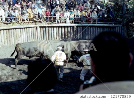 老照片 1979 年 12 月八丈島鬥牛 老照片 1979 年 12 月八丈島鬥牛 121770839