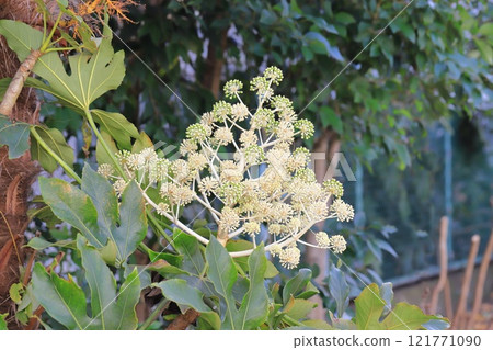 日本澱粉的大葉和花 121771090