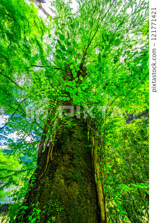 Kurama Temple: A large Katsura tree with fresh green leaves 121771421
