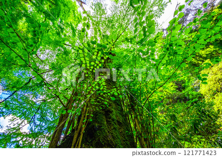 鞍馬寺 鮮綠的桂樹 鞍馬寺 鮮綠的桂樹 121771423