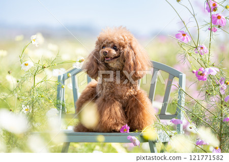 Cosmos field and toy poodle 121771582