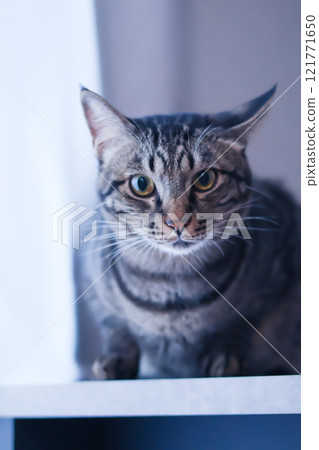 A cat staring at you A cat staring at you 121771650