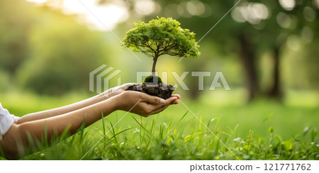 Environment Earth Day In the hands of trees growing seedlings. Bokeh green Background Female hand holding tree on nature field grass Forest conservation concept 121771762