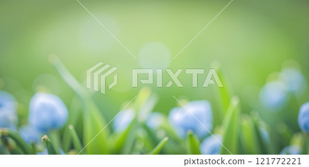 Outdoor dreamy background with flowers bokeh effect green grass summer spring peaceful blur. blurry spring or summer background with green grass 121772221