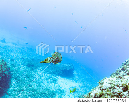 有毒但美麗的蝸牛魚（Filefish科）等。 靜岡縣伊豆半島加茂郡南伊豆町中木広濱2024 121772684